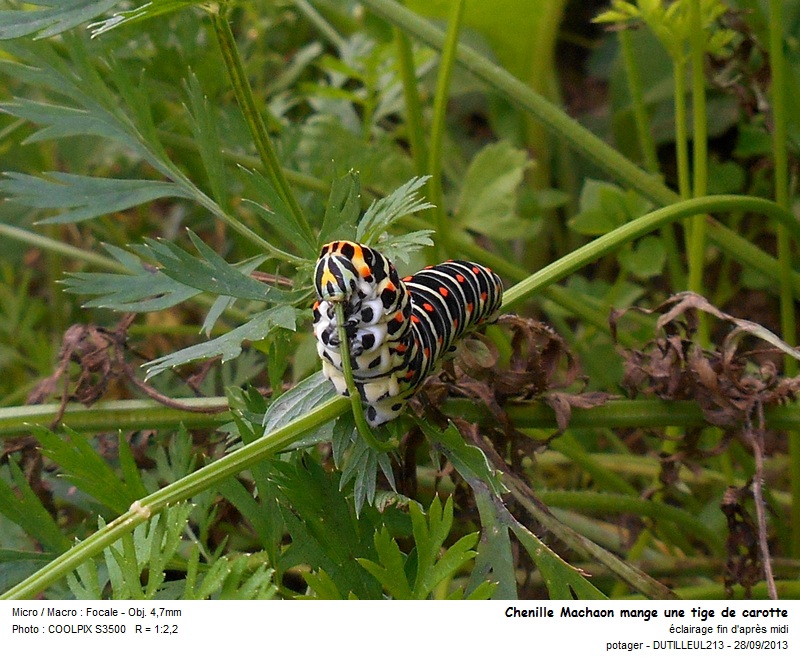 Papilio machaon (chenille) #34100