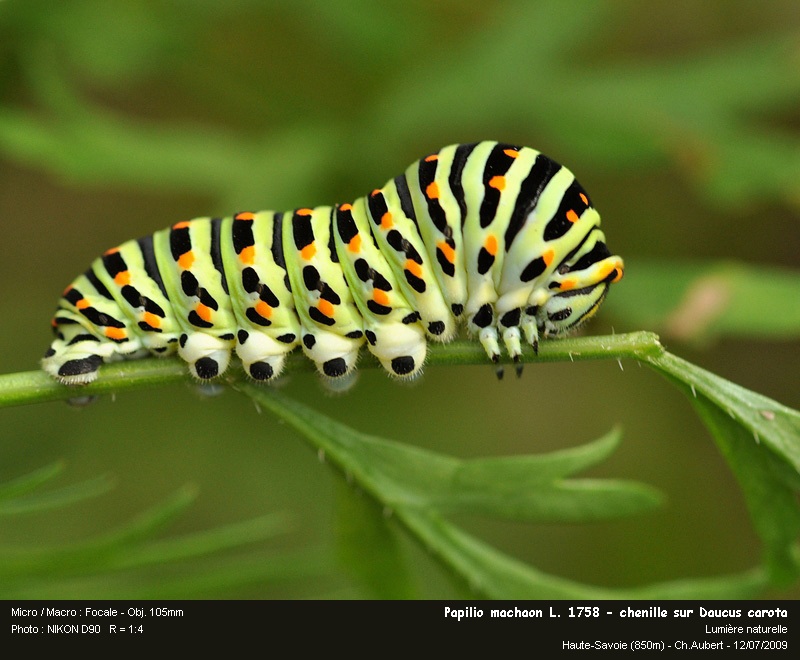 Papilio machaon Linaeus 1758  - Le Machaon #11601