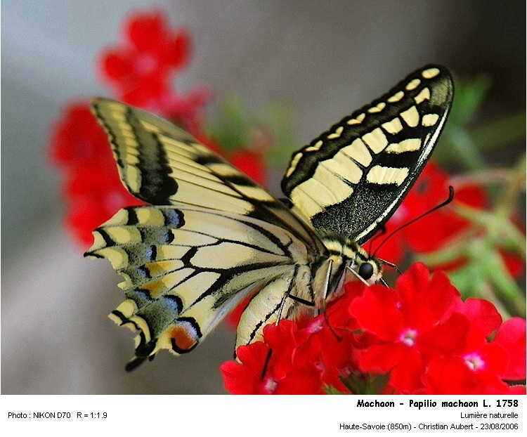 Papilio machaon Linaeus 1758  - Le Machaon #1453