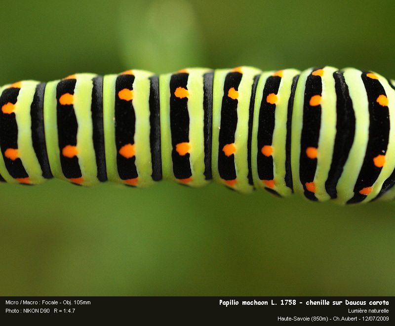 Papilio machaon Linaeus 1758  - Le Machaon #11603
