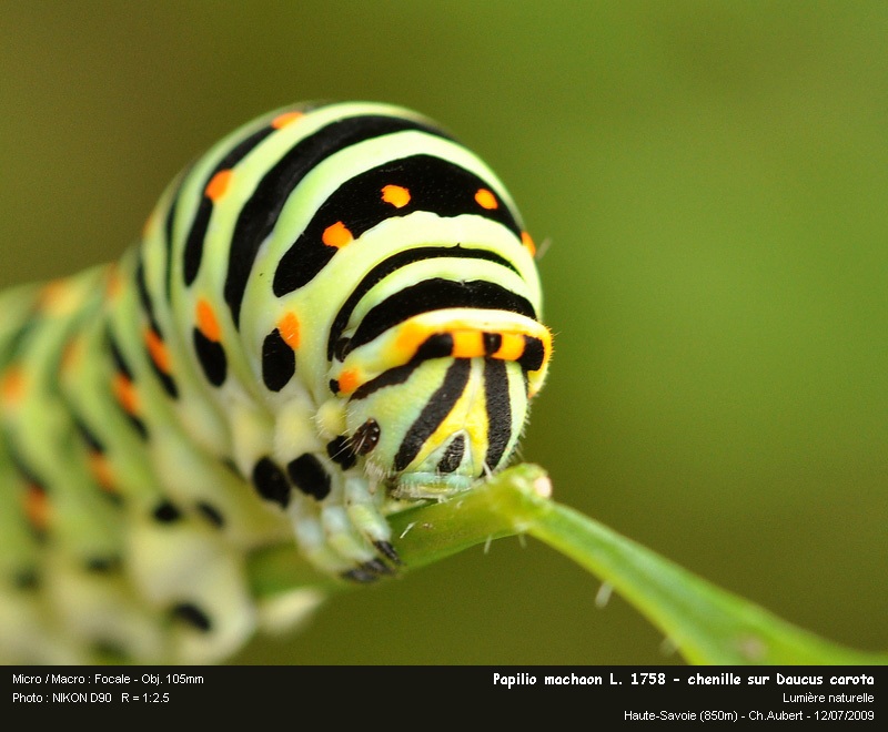 Papilio machaon Linaeus 1758  - Le Machaon #11602
