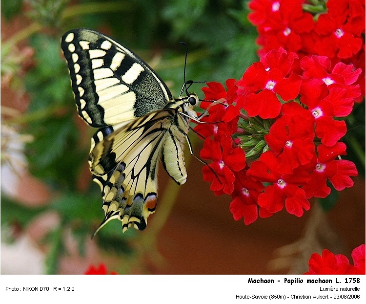 Papilio machaon Linaeus 1758  - Le Machaon #1452