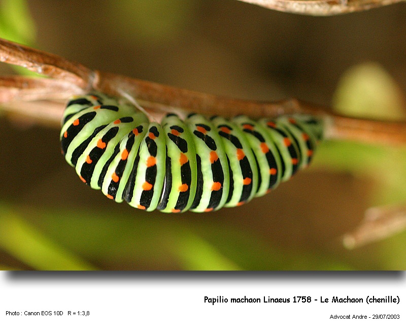 Papilio machaon Linaeus 1758 - Le Machaon (chenille) #2523