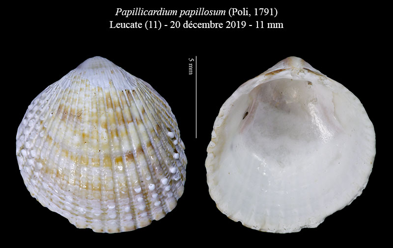Papillicardium papillosum #61843