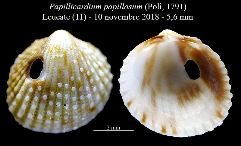 Papillicardium papillosum #61841