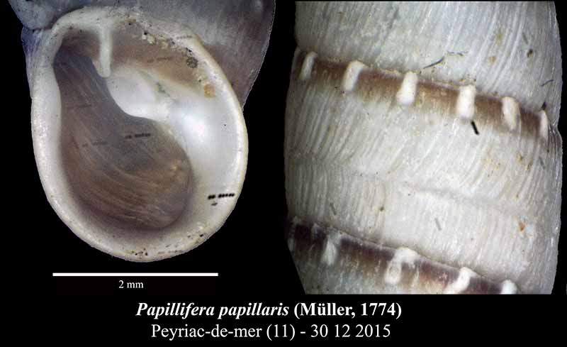 Papillifera papillaris (Müller, 1774) - Perlée commune #43285