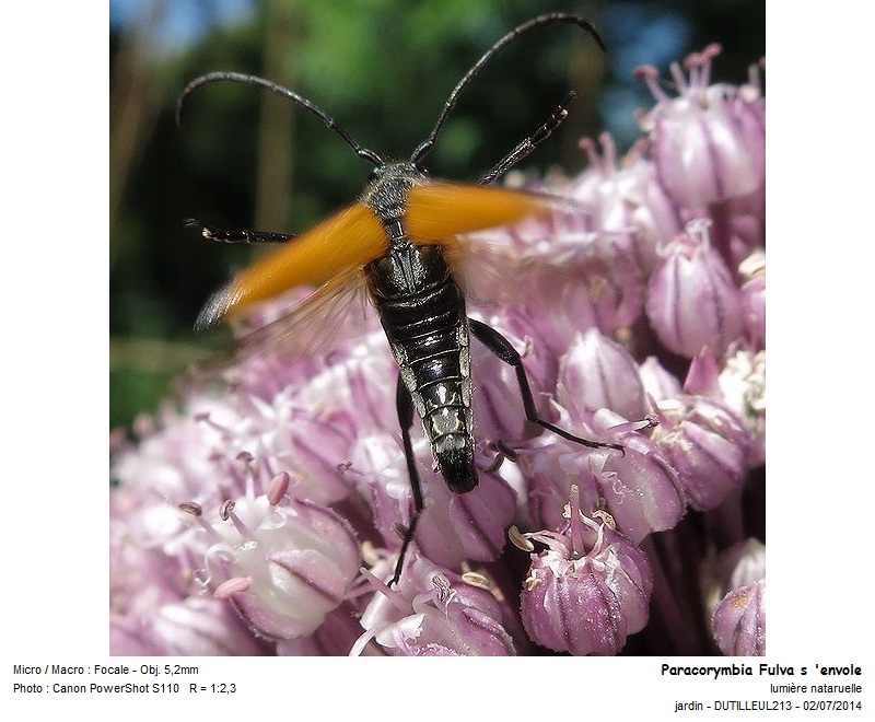 Paracorymbia Fulva -Lepture fauve #38105
