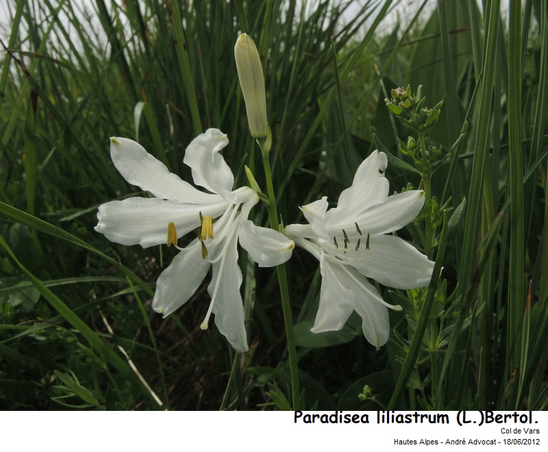 Paradisea liliastrum (L.) Bertol. #79264