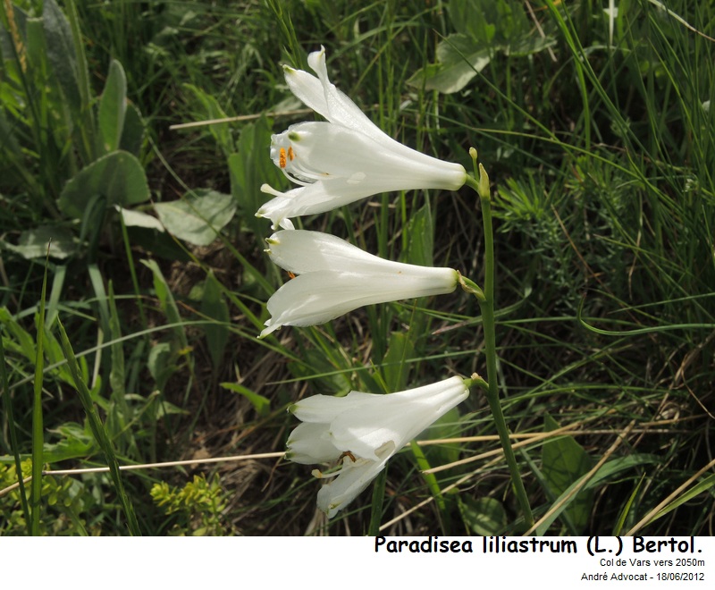Paradisea liliastrum (L.) Bertol. #79265