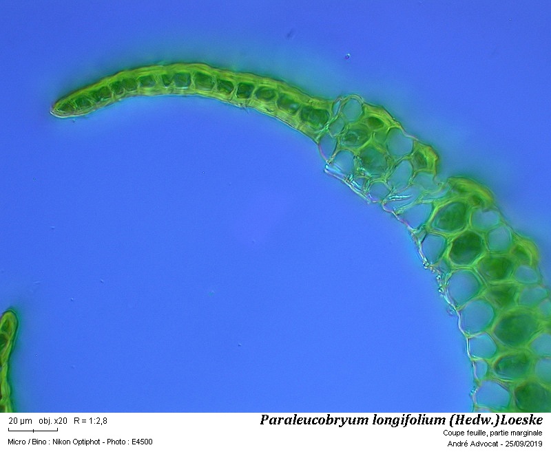 Paraleucobryum longifolium (Hedw.)Loeske #60640