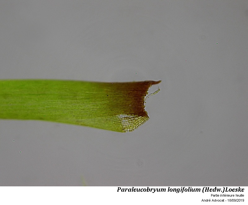 Paraleucobryum longifolium (Hedw.)Loeske #60636