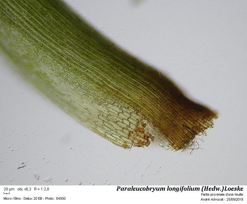 Paraleucobryum longifolium (Hedw.)Loeske #60637