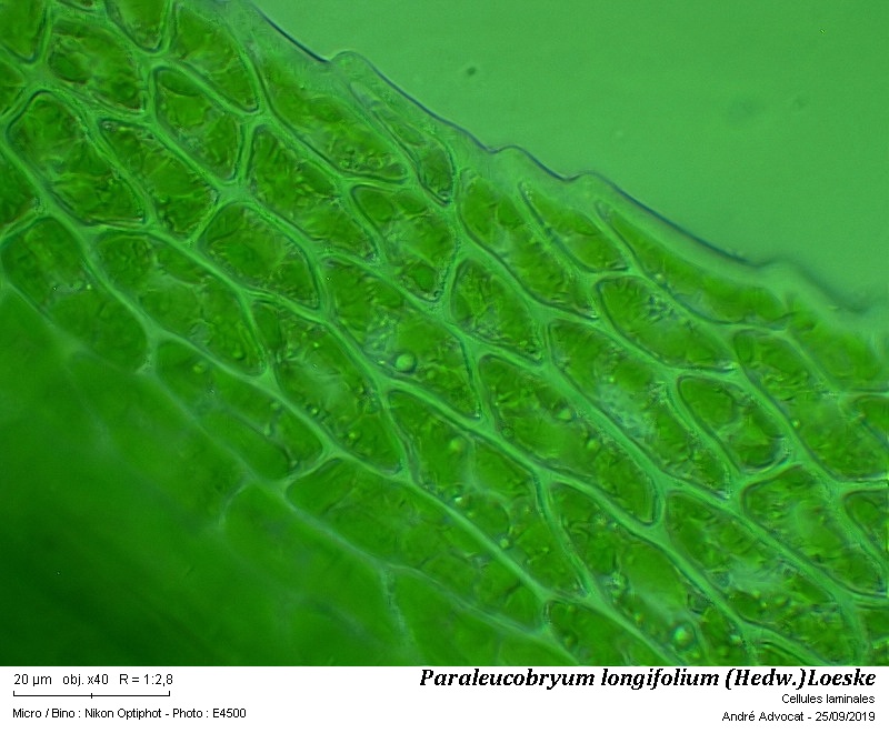 Paraleucobryum longifolium (Hedw.)Loeske #60638
