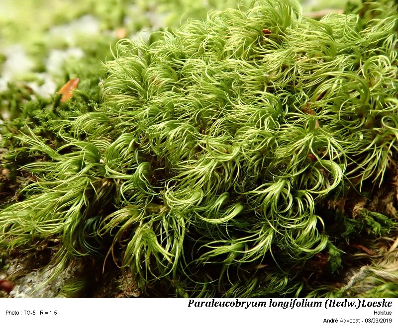 Paraleucobryum longifolium (Hedw.)Loeske #60626
