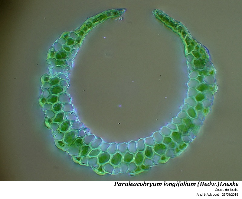 Paraleucobryum longifolium (Hedw.)Loeske #60639
