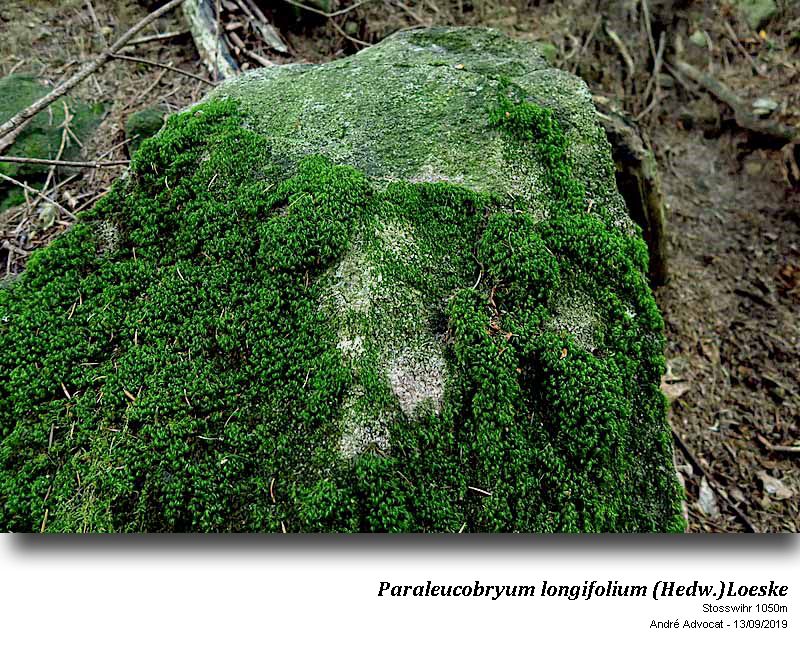 Paraleucobryum longifolium (Hedw.)Loeske #60625