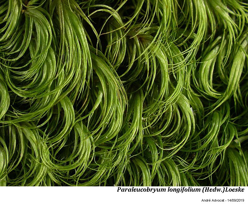 Paraleucobryum longifolium (Hedw.)Loeske #60627