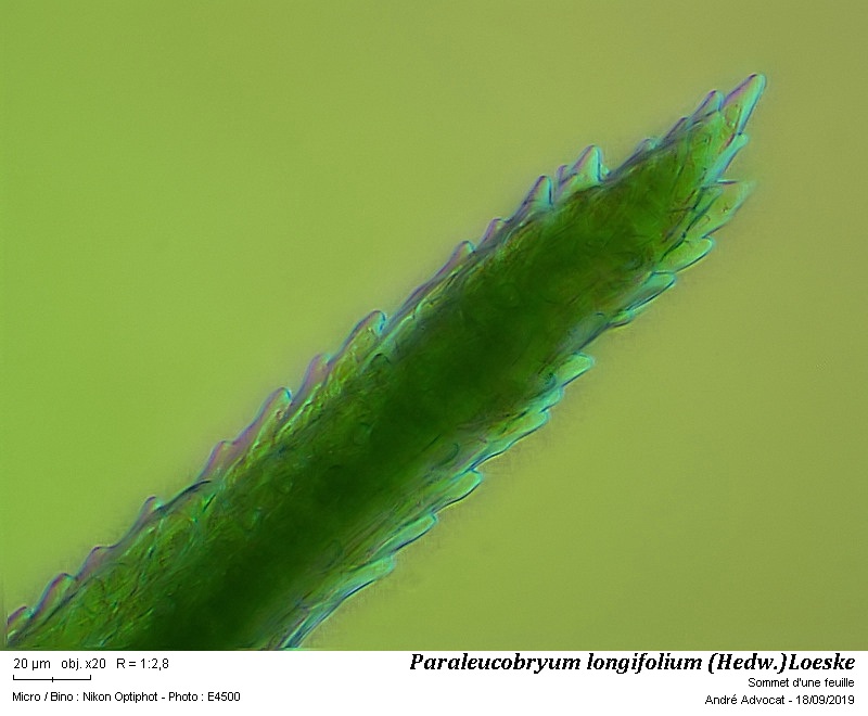 Paraleucobryum longifolium (Hedw.)Loeske #60629