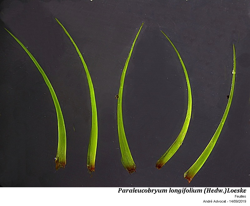 Paraleucobryum longifolium (Hedw.)Loeske #60628