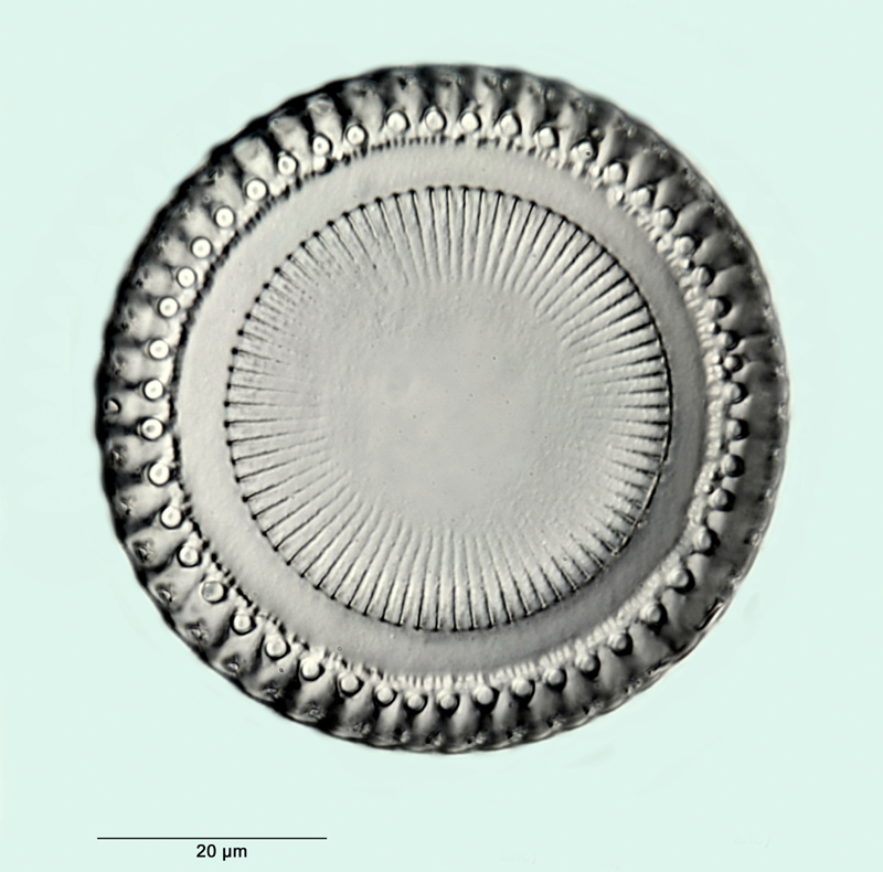 Paralia sulcata var. sulcata (Ehr.) Cleve #31350
