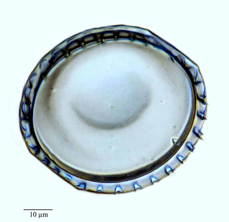 Paralia sulcata f. hexagona #65022