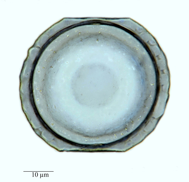 Paralia sulcata f. hexagona #65023