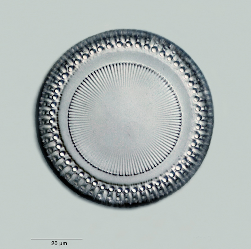 Paralia sulcata Ehrenberg #29556