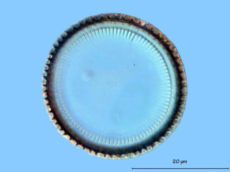 Paralia sulcata #57068