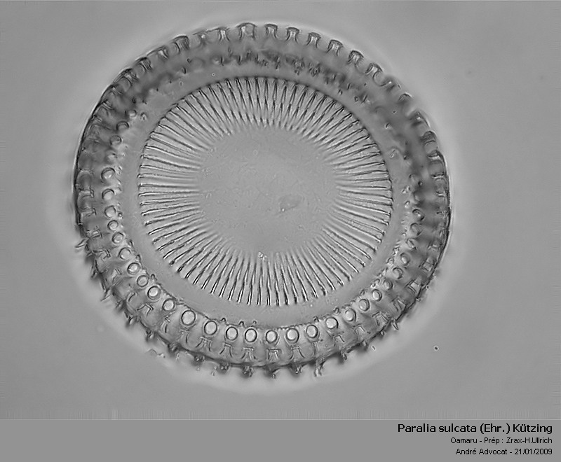 Paralia sulcata (Ehr.) Cleve #41033