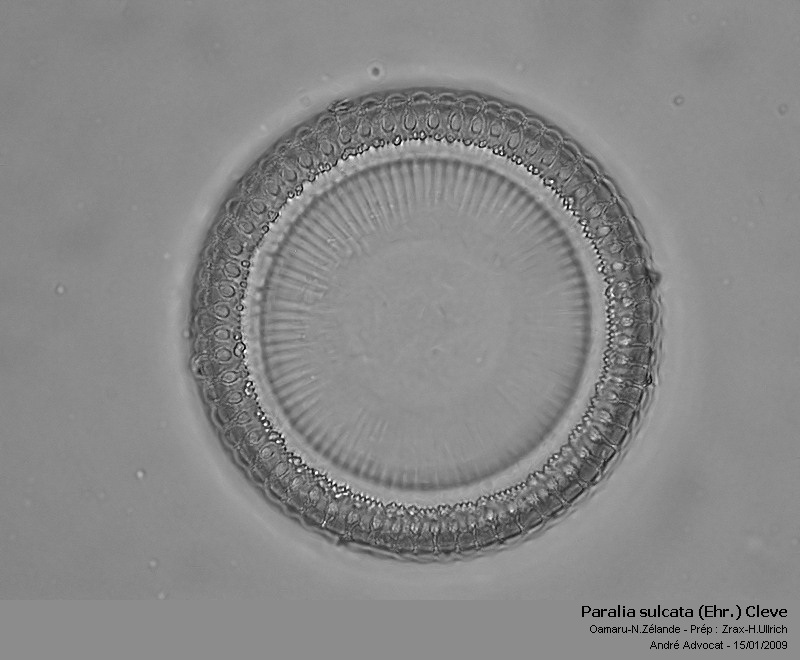 Paralia sulcata (Ehr.) Cleve #41032