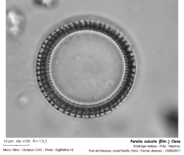 Paralia sulcata (Ehr.) Cleve #51658