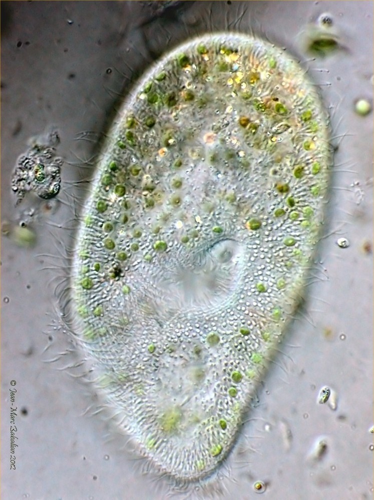 Paramecium bursaria #26049