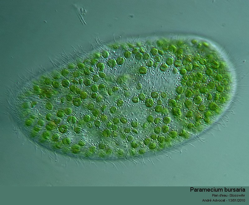 Paramecium bursaria (Ehrenberg) Focker #14101