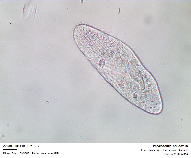 Paramecium caudatum #37000