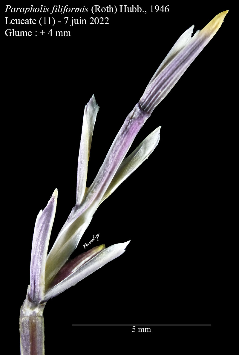 Parapholis filiformis #75360