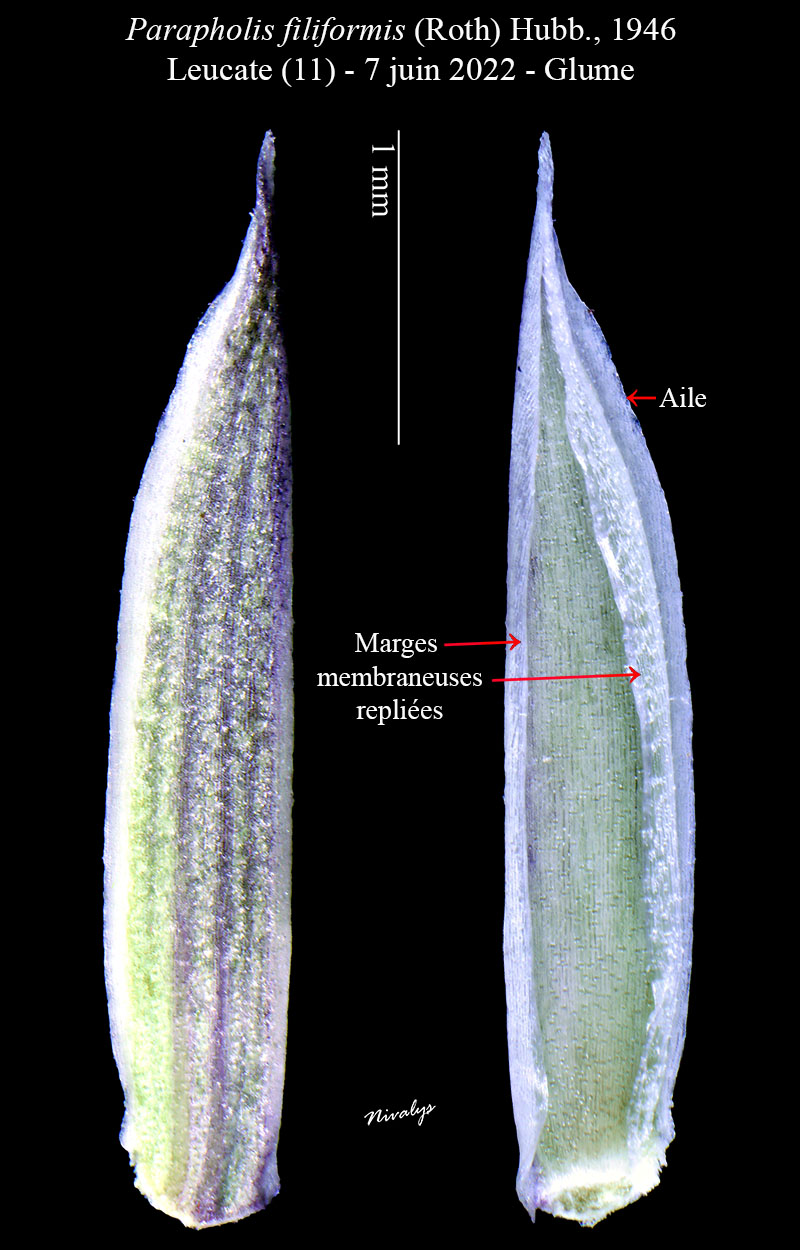 Parapholis filiformis #75361
