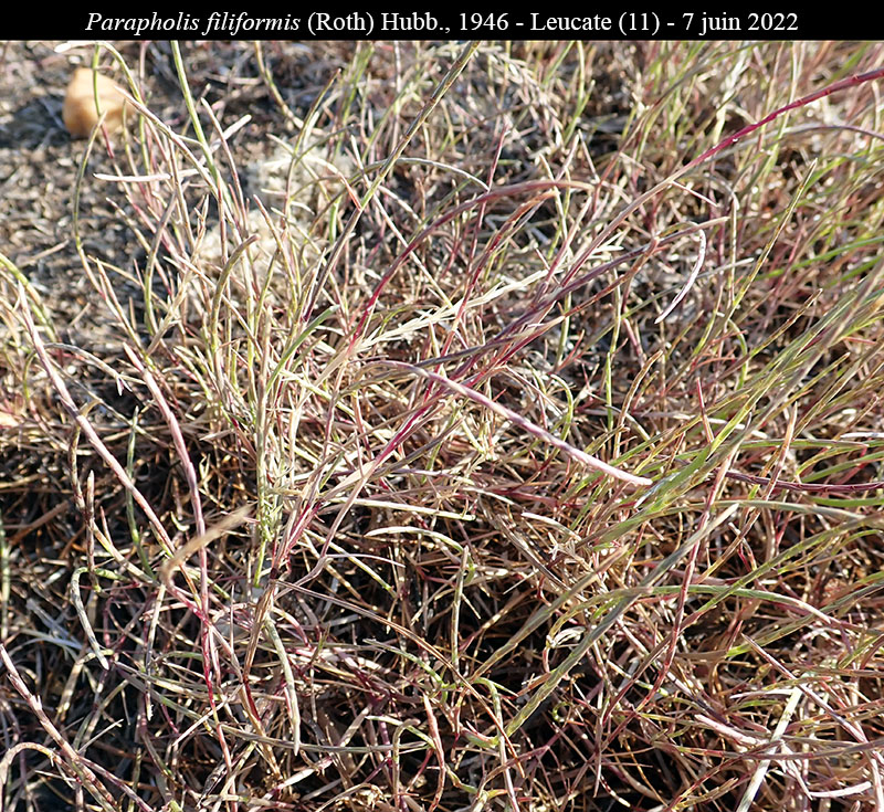 Parapholis filiformis #75355