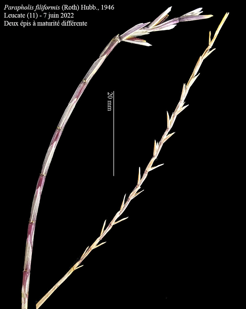 Parapholis filiformis #75358