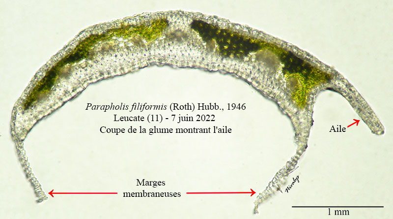 Parapholis filiformis #75362