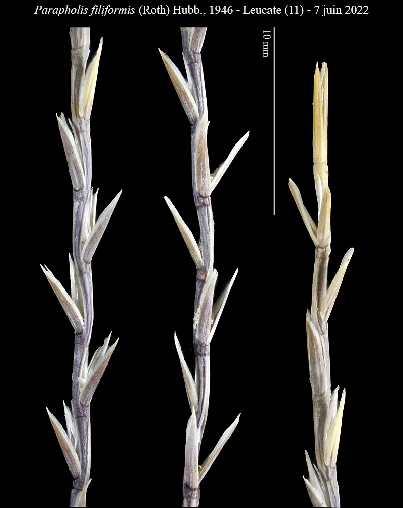 Parapholis filiformis #75359