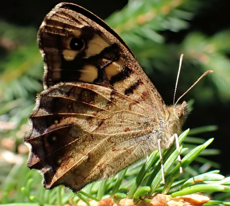 Pararge aegeria - Tircis #71416