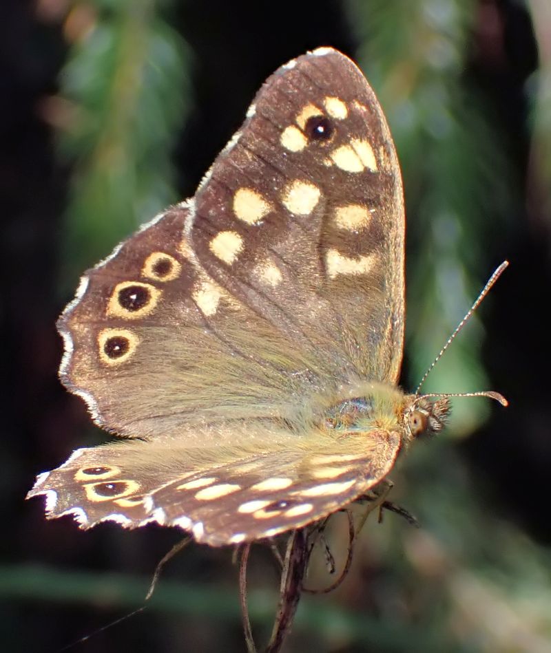 Pararge aegeria - Tircis #71418