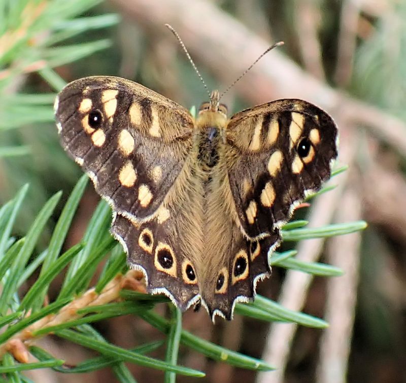 Pararge aegeria - Tircis #71417