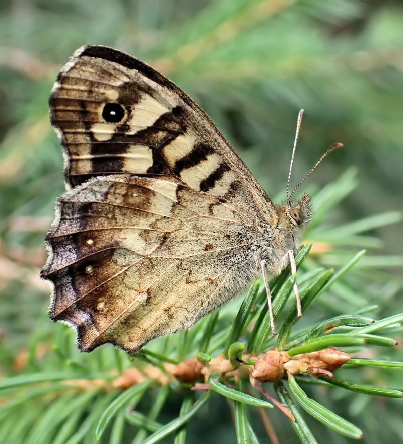 Pararge aegeria - Tircis #71419