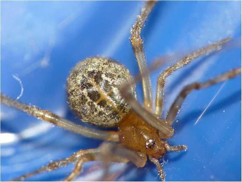 Parasteatoda tepidariorum - Theridiidae #8309