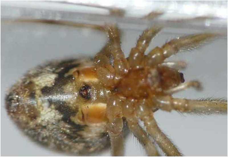 Parasteatoda tepidariorum - Theridiidae #8310