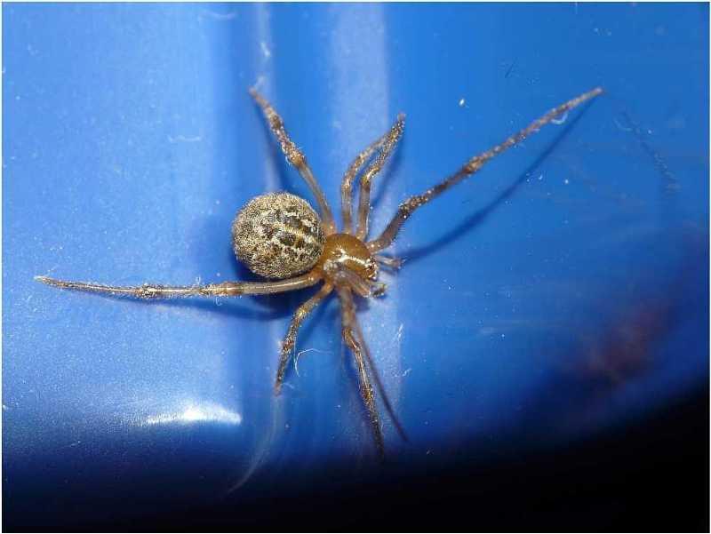 Parasteatoda tepidariorum - Theridiidae #8313
