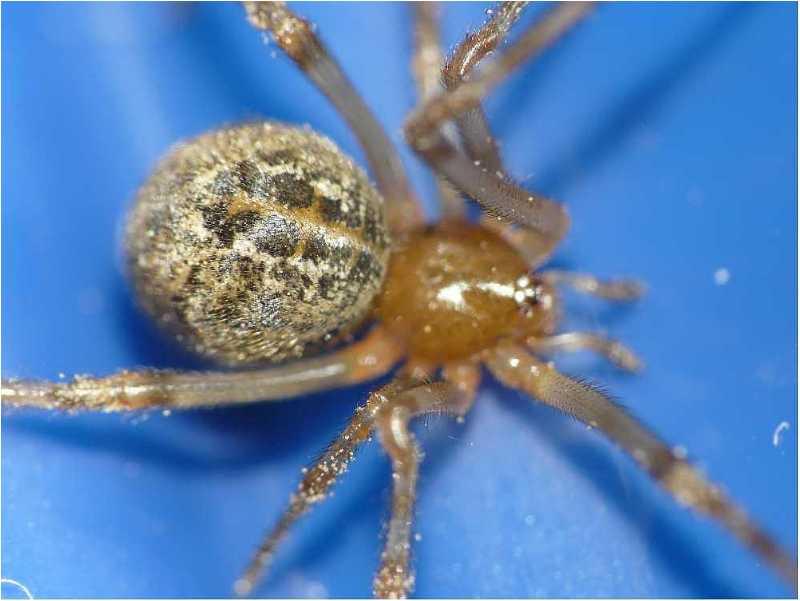 Parasteatoda tepidariorum - Theridiidae #8312