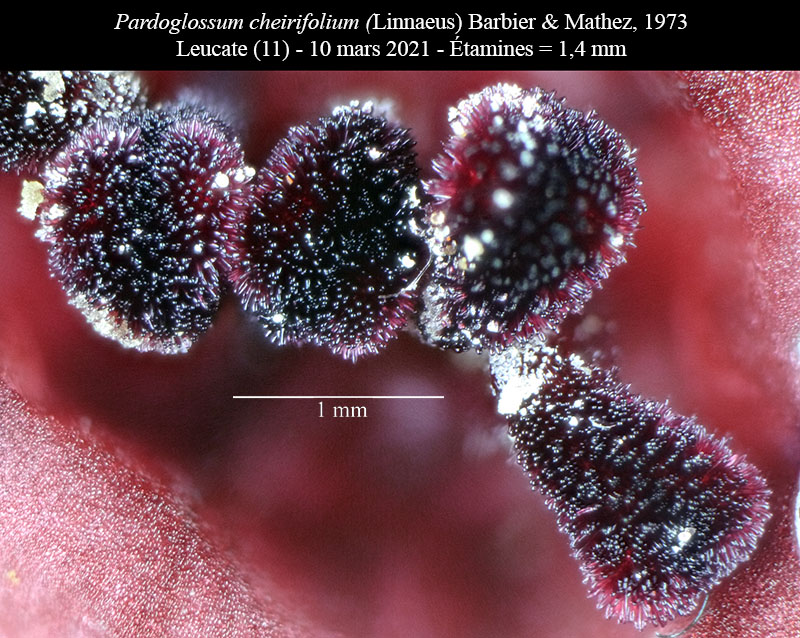 Pardoglossum cheirifolium #65855