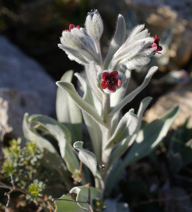 Pardoglossum cheirifolium #58458